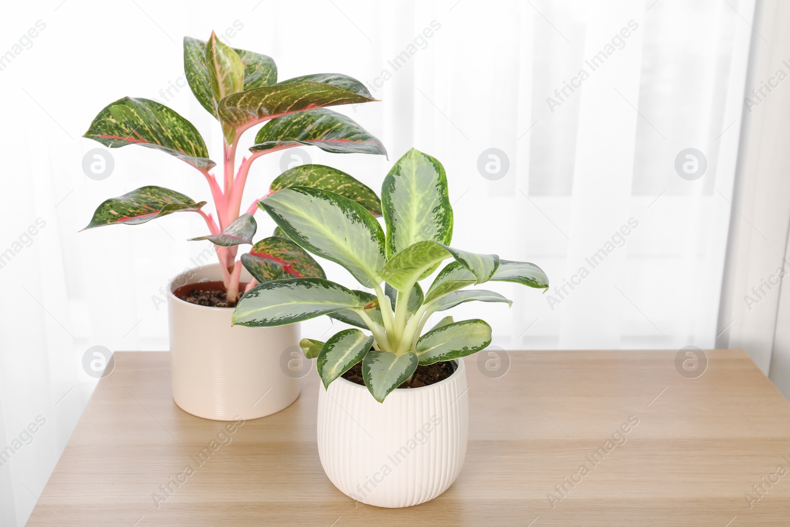 Photo of Beautiful houseplants on wooden table near window indoors