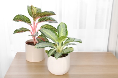 Beautiful houseplants on wooden table near window indoors