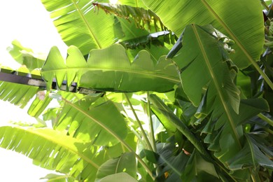 Photo of Beautiful tropical palm tree with green leaves outdoors