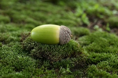 One acorn on green moss outdoors, closeup