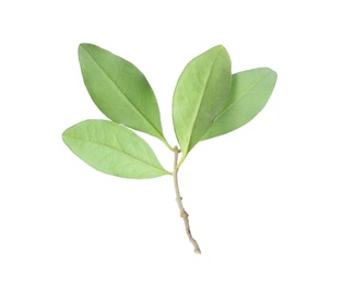 Photo of Fresh twig with green citrus leaves on white background