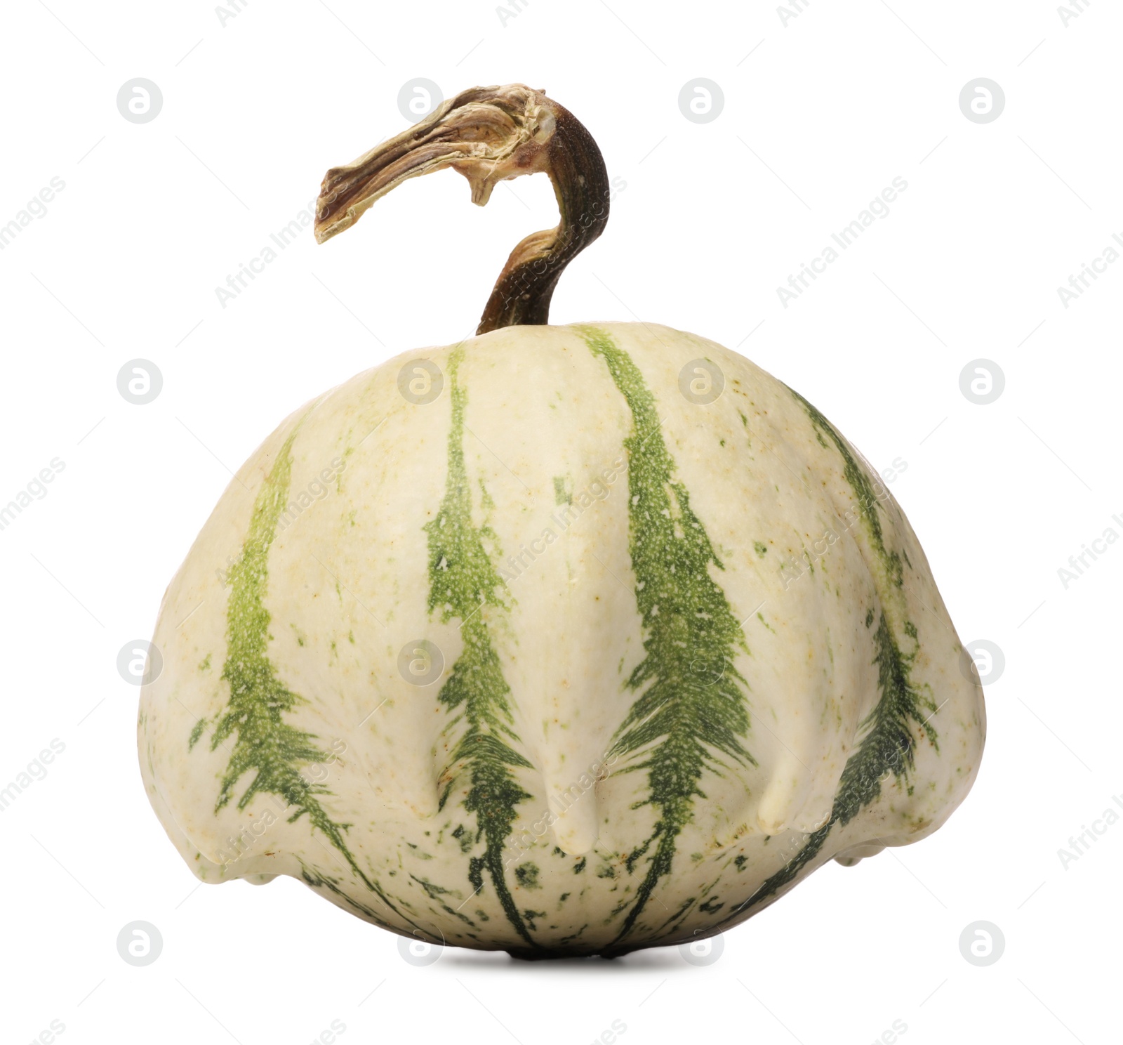 Photo of One fresh ripe pumpkin isolated on white