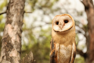 Beautiful common barn owl on tree outdoors