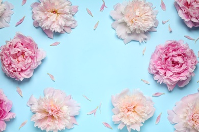 Beautiful fresh peonies on light blue background, flat lay