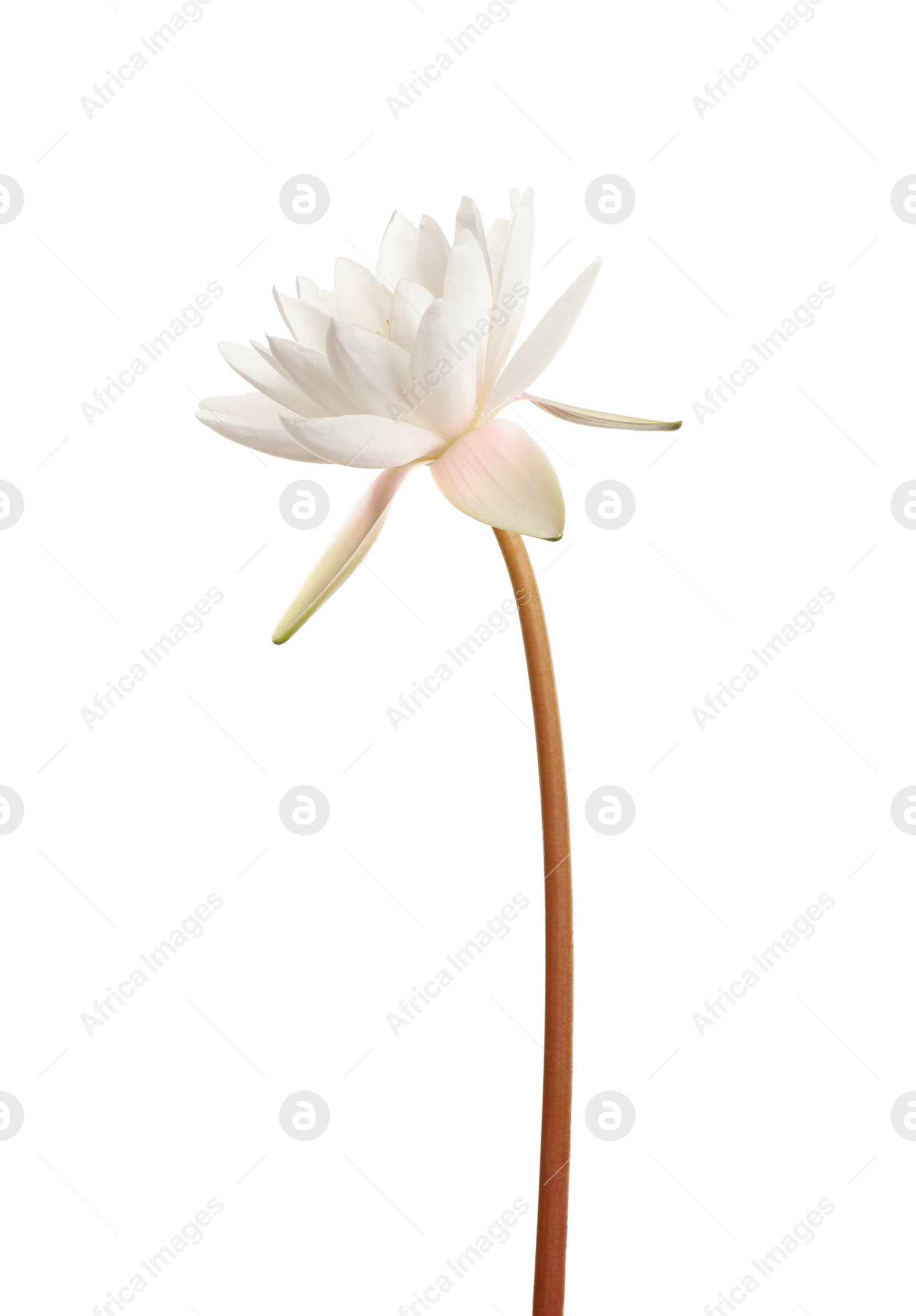 Photo of Beautiful blooming lotus flower isolated on white