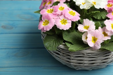 Photo of Beautiful primula (primrose) flowers in wicker basket on light blue wooden table, closeup with space for text. Spring blossom