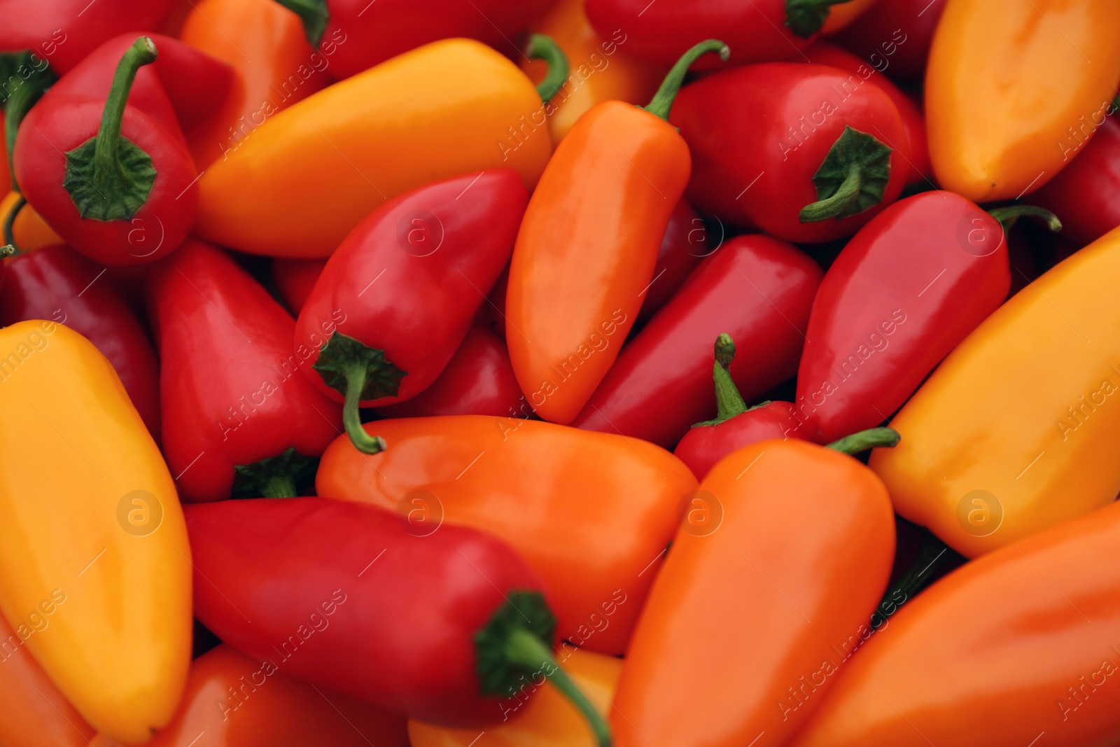 Photo of Yellow and red hot chili peppers as background, closeup