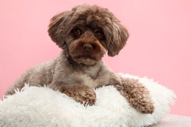 Cute Maltipoo dog with pillow resting on pink background. Lovely pet