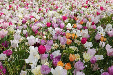 Photo of Many different beautiful flowers in park. Spring season