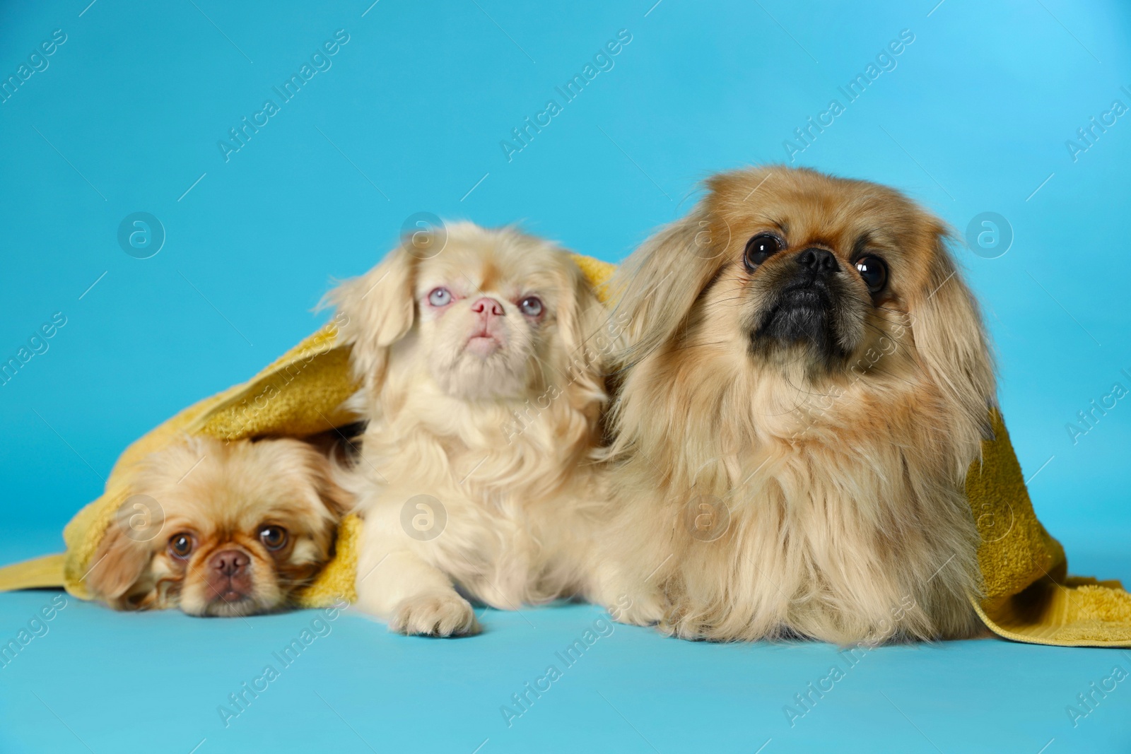 Photo of Cute Pekingese dogs with towel on light blue background. Pet hygiene