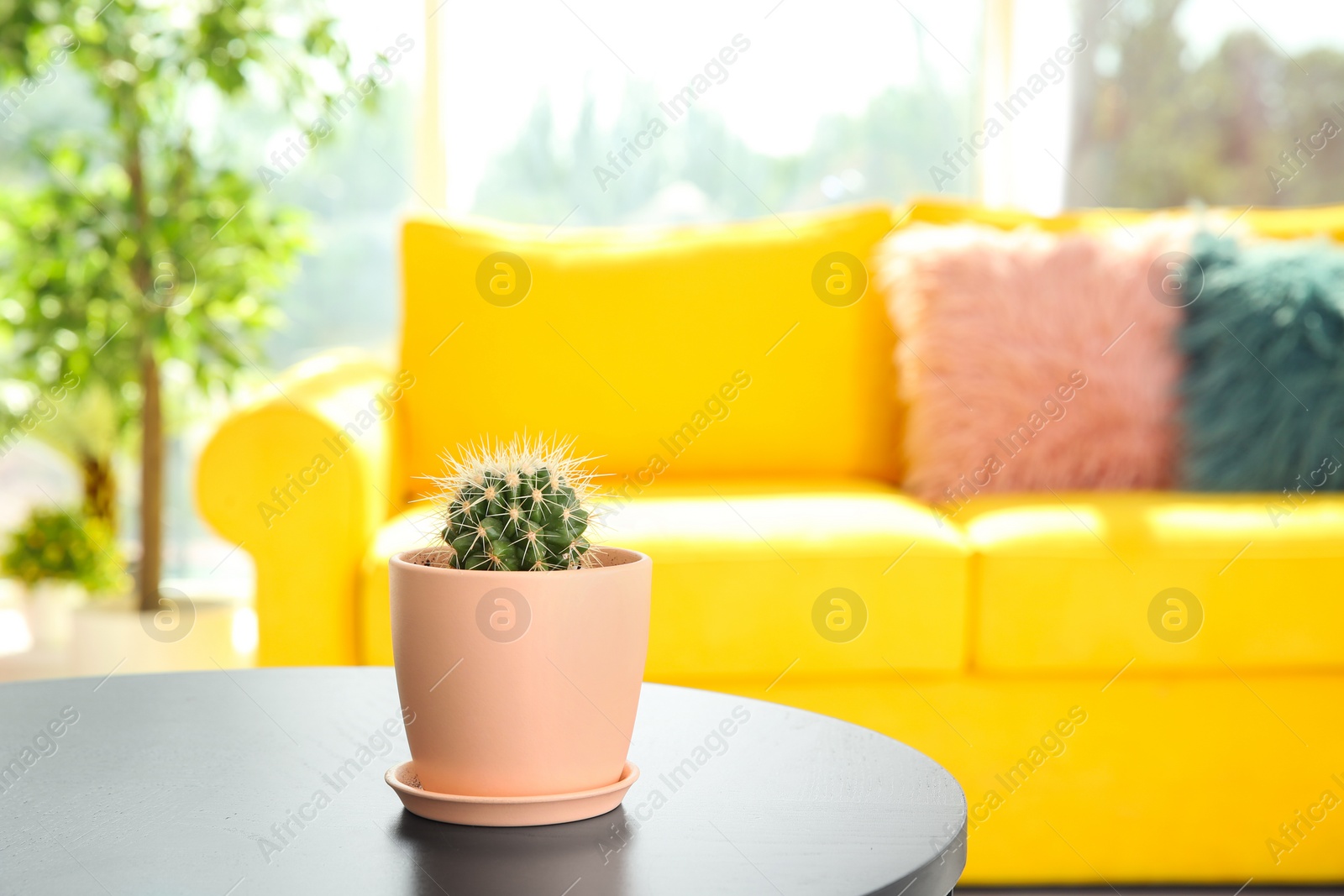 Photo of Beautiful cactus in flowerpot on table indoors