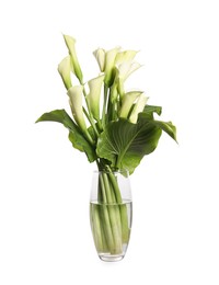Photo of Beautiful calla lily flowers in vase on white background