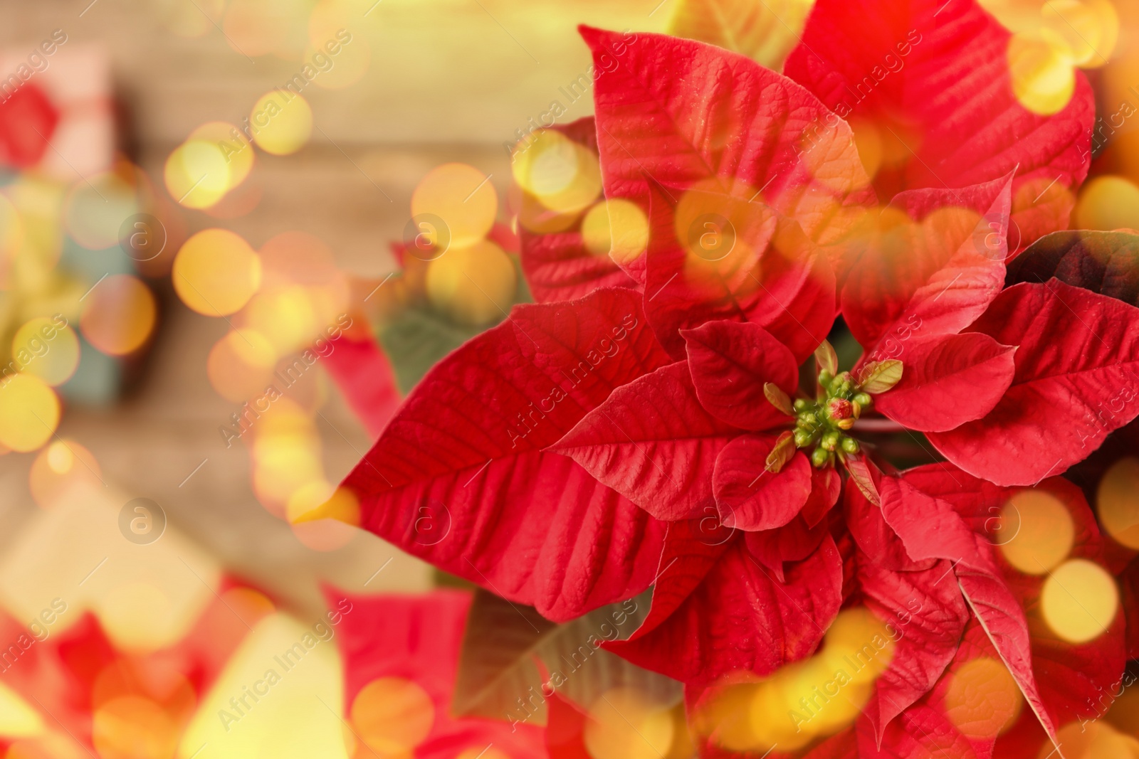 Image of Red poinsettia with bokeh effect, closeup. Bokeh effect on foreground