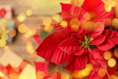 Image of Red poinsettia with bokeh effect, closeup. Bokeh effect on foreground