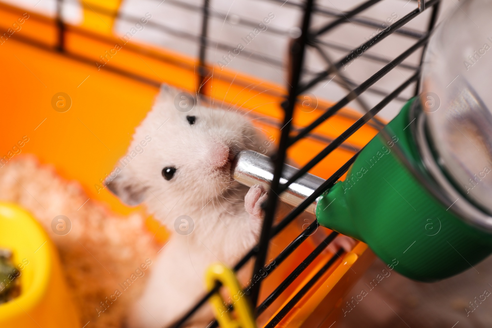 Photo of Cute little fluffy hamster drinking in cage