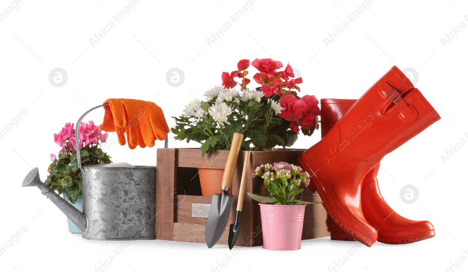 Photo of Beautiful flowers, pots, rubber boots and gardening tools isolated on white