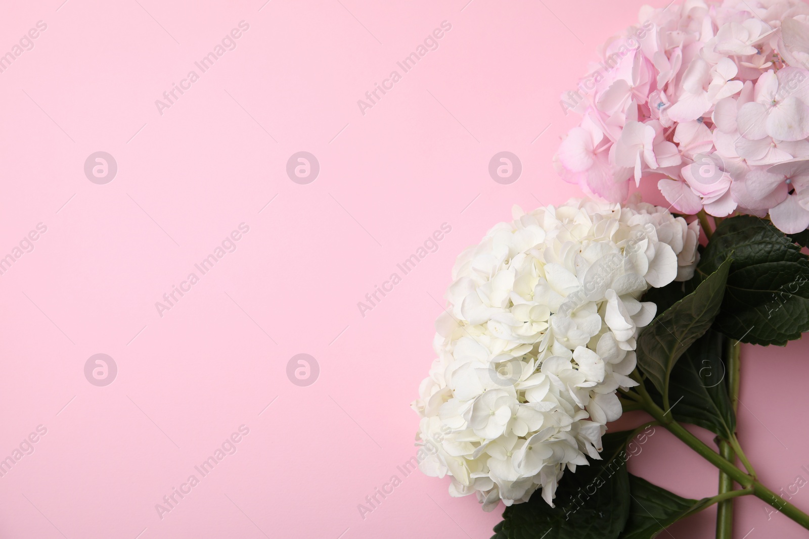 Photo of Beautiful hydrangea flowers on pink background, top view. Space for text