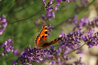 Closeup view of beautiful lavender with butterfly in field on sunny day