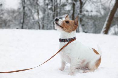 Photo of Cute Jack Russell Terrier on snow in park, space for text. Winter season