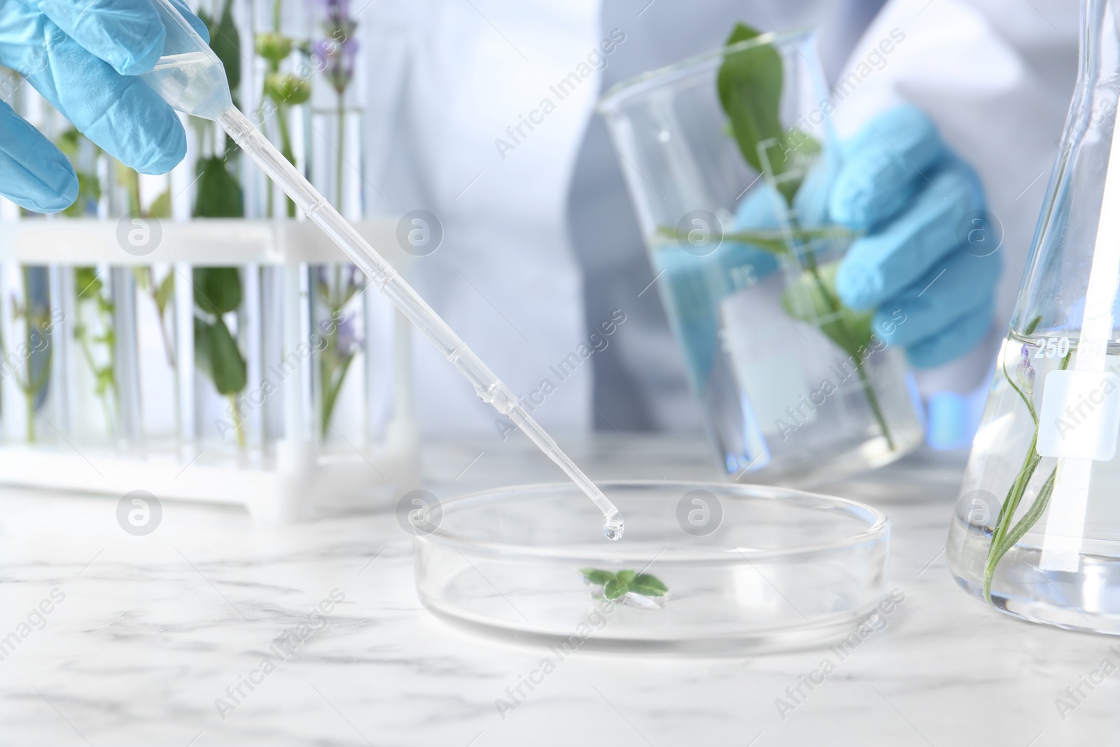 Photo of Scientist dripping liquid on plant in Petri dish at table, closeup