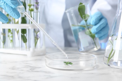 Photo of Scientist dripping liquid on plant in Petri dish at table, closeup