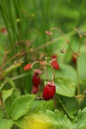 Ripe wild strawberries growing outdoors. Seasonal berries