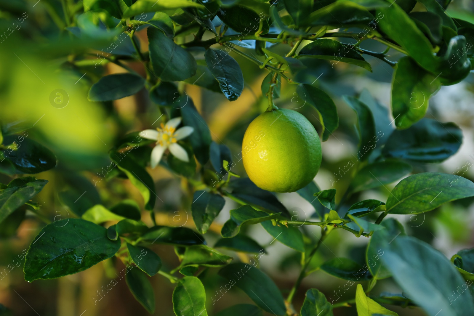 Photo of Ripe lime and flower growing on tree in garden, closeup