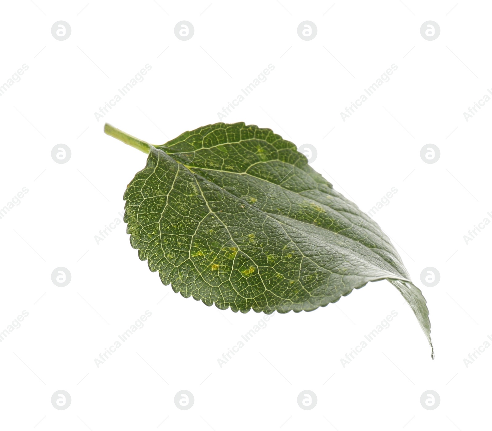 Photo of Fresh green plum leaf isolated on white