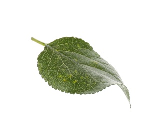 Fresh green plum leaf isolated on white