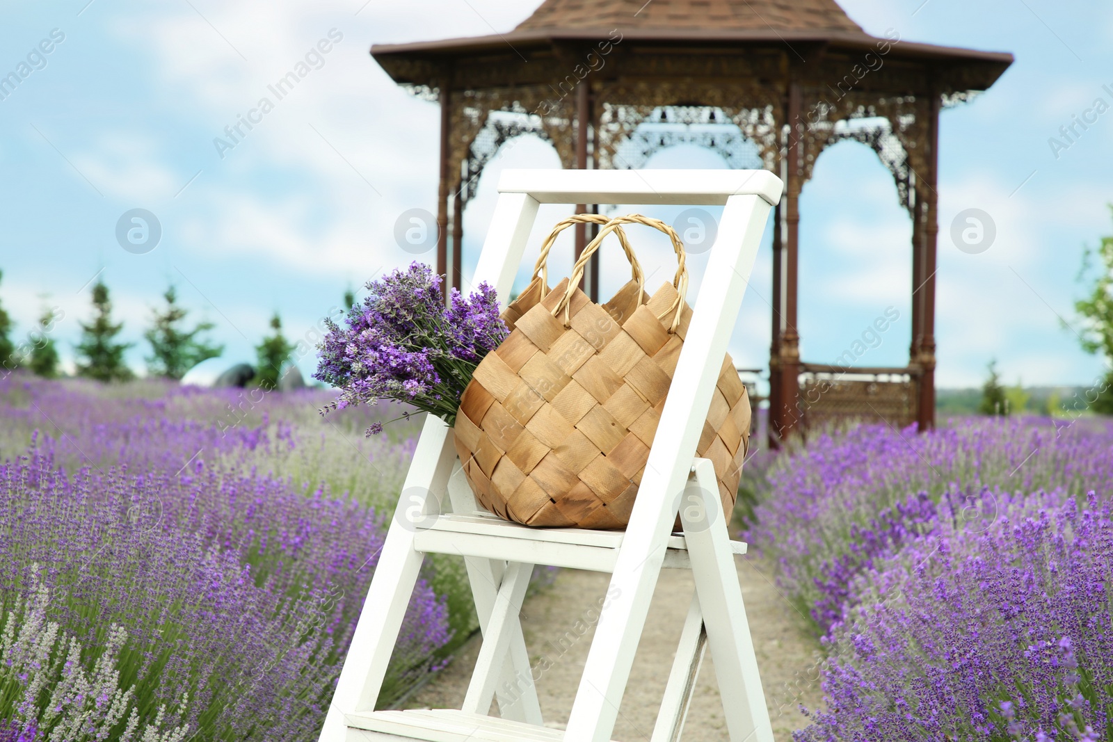 Photo of Wicker bag with beautiful lavender flowers outdoors