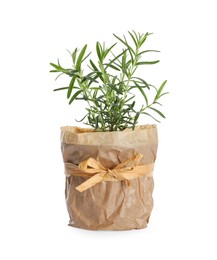 Aromatic green potted rosemary isolated on white