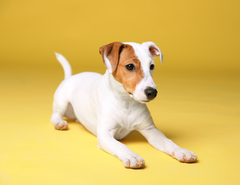 Cute Jack Russel Terrier on yellow background. Lovely dog