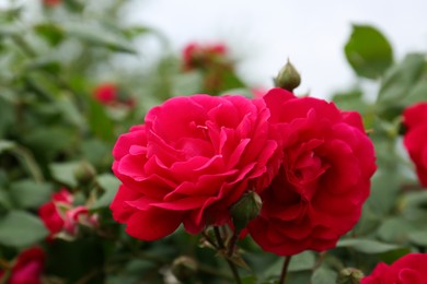 Photo of Closeup view of beautiful blooming rose bush outdoors