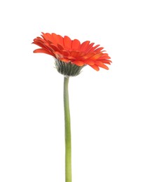 Beautiful orange gerbera flower isolated on white