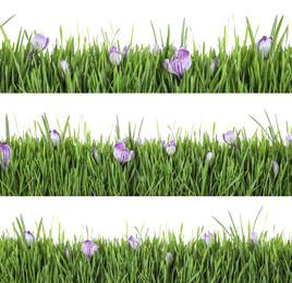 Image of Collage of fresh green grass with flowers on white background. Spring season