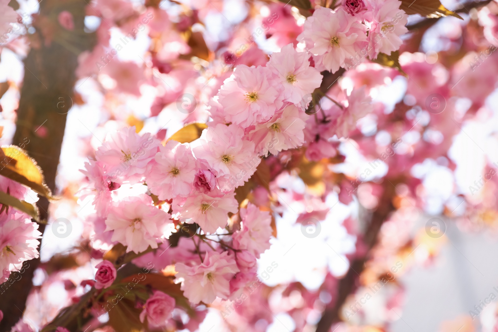 Photo of Delicate spring pink cherry blossoms on tree outdoors, closeup