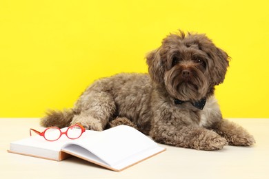 Cute Maltipoo dog with book and glasses on white table against yellow background. Lovely pet