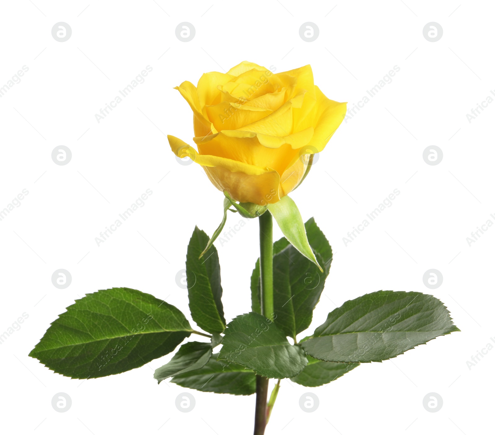 Photo of One beautiful yellow rose isolated on white