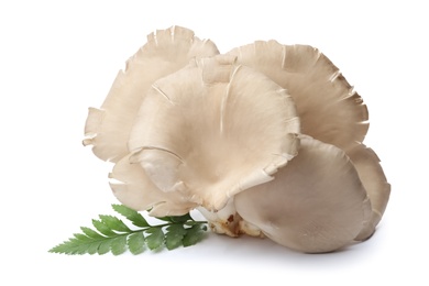 Photo of Delicious organic oyster mushrooms and leaf on white background