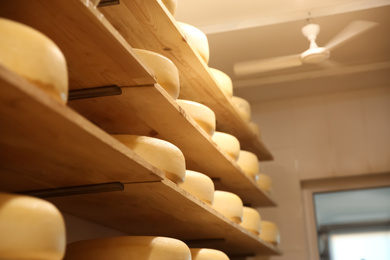 Photo of Fresh cheese heads on shelves in factory warehouse