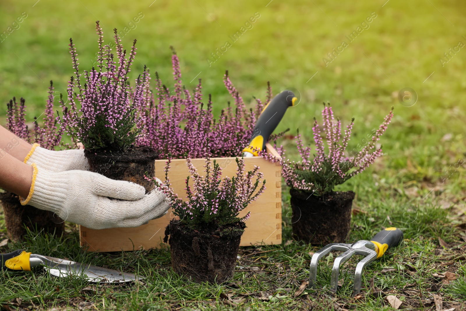 Photo of Woman with flowering heather shrubs, wooden crate and gardening tools outdoors, closeup