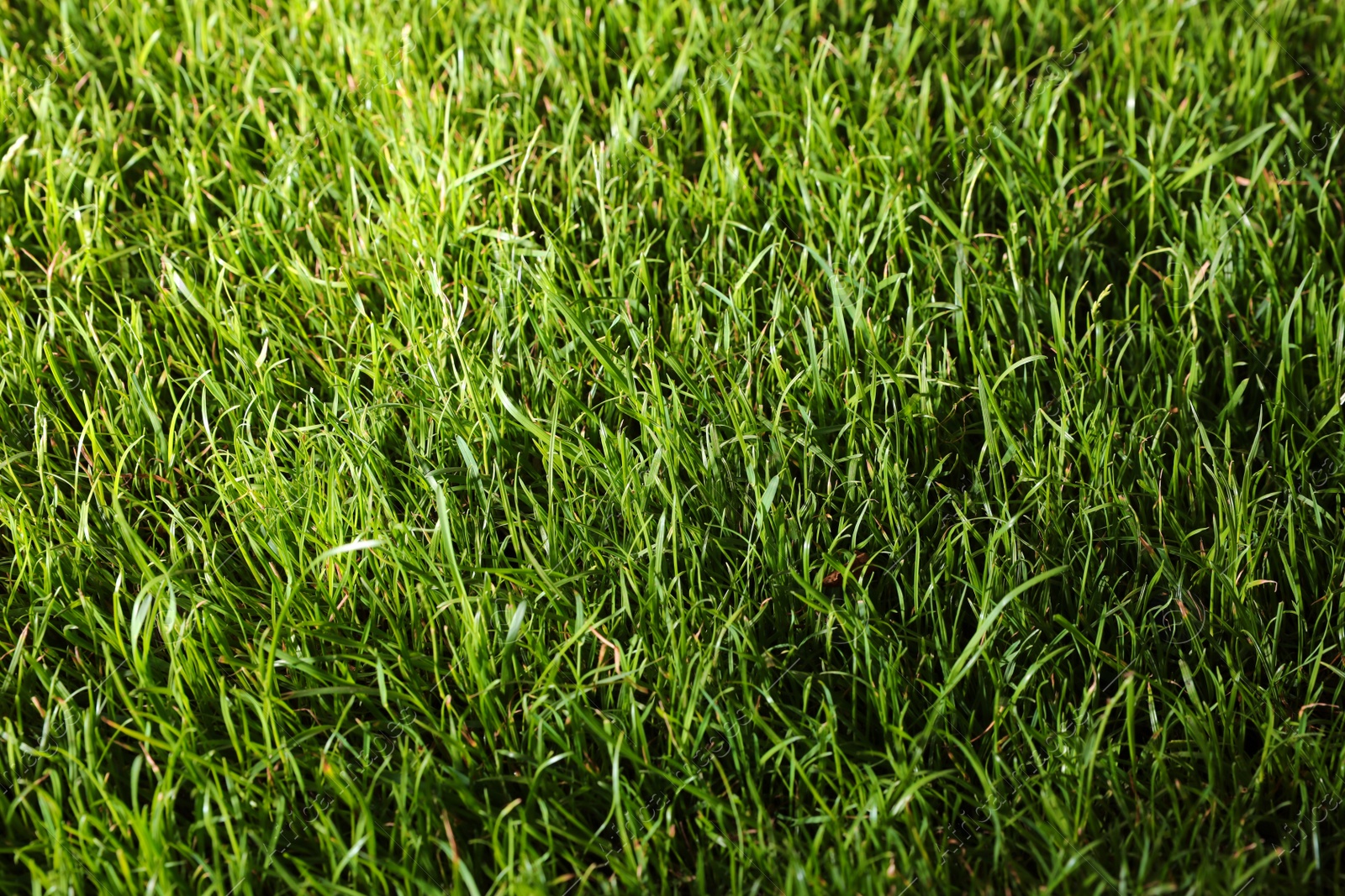 Photo of Green lawn with fresh grass as background, closeup