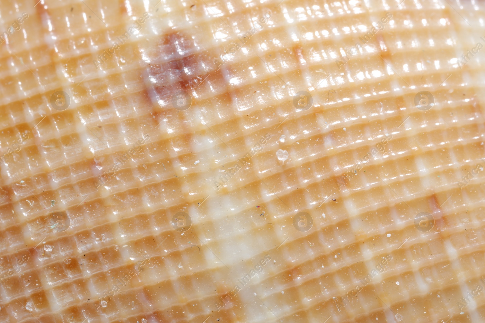 Photo of Texture of seashell as background, closeup view