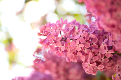 Photo of Closeup view of beautiful blossoming lilac shrub outdoors