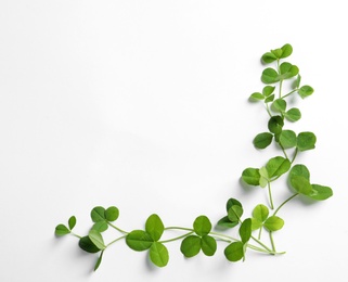 Photo of Green clover leaves on white background, flat lay composition with space for text