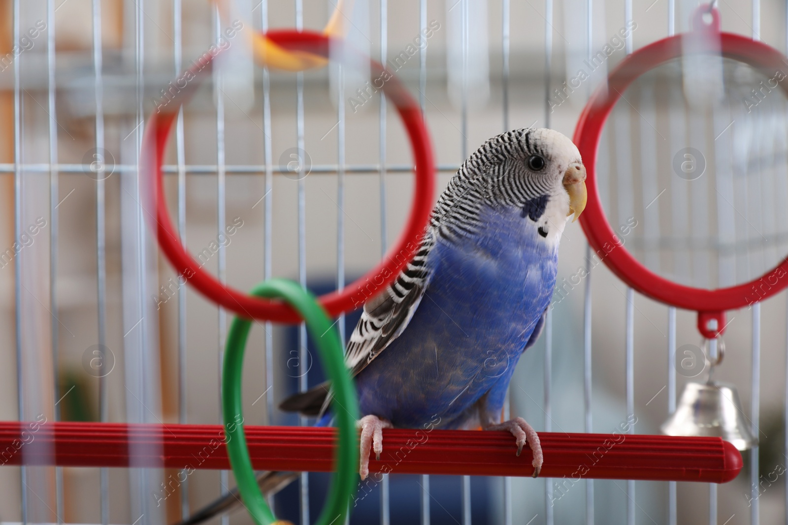 Photo of Beautiful light blue parrot in cage indoors. Cute pet