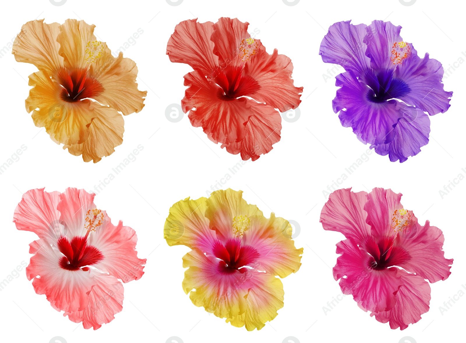 Image of Set of beautiful tropical hibiscus flower isolated on white