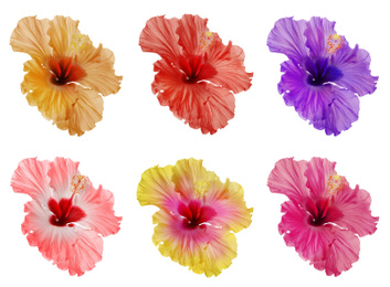 Set of beautiful tropical hibiscus flower isolated on white