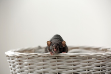 Cute small rat in basket against light background