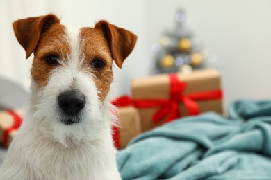 Photo of Cute Jack Russell Terrier dog on bed in room decorated for Christmas, space for text. Cozy winter